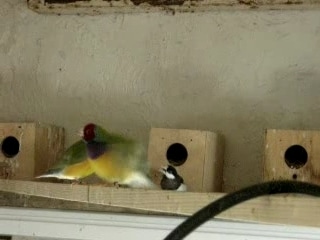 , nid de poule route,Paddas timor nid sur Daily Motion